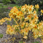 Rhododendron Golden Flare