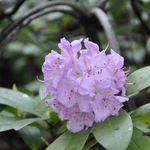 Rhododendron Lavender Queen