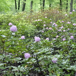 Rhododendron Lavender Queen