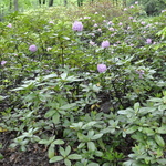 Rhododendron Lavender Queen