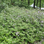 Rhododendron Mildred Mae