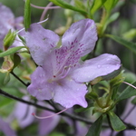 Rhododendron Mildred Mae