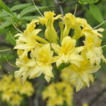 Rhododendron Narcissiflora