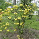 Rhododendron Narcissiflora