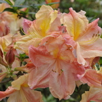 Rhododendron Peachy Keen Lam