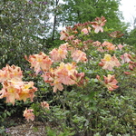 Rhododendron Peachy Keen Lam