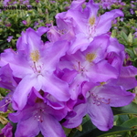 Rhododendron Purpureum Elegans