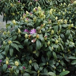 Rhododendron Purpureum Elegans