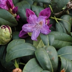 Rhododendron Purpureum Elegans