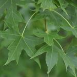 Acer truncatum 'Main Street'