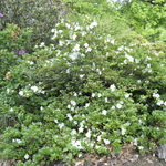 Azalea 'Girard's Pleasant White'(Girard Hybrid)