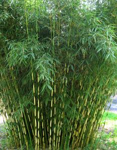 Fargesia robusta 'Green Screen'