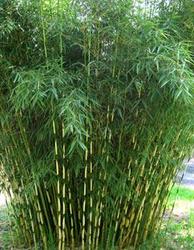 Fargesia robusta 'Green Screen' — photo 1