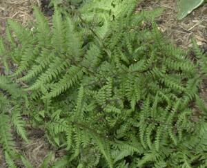 Fern Branford Beauty — photo 1