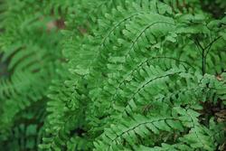 Fern Northern Maidenhair — photo 1