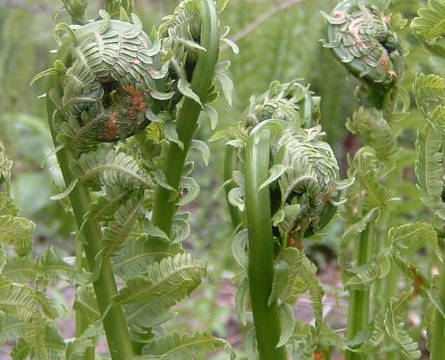 Matteuccia struthiopteris