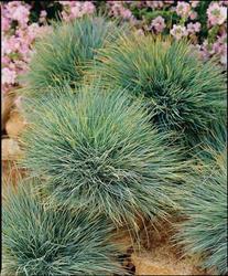 Festuca glauca Elijah Blue — photo 1