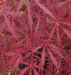 Acer palmatum dissectum 'Lionheart' — photo 1
