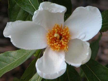 Franklinia Alatamaha — photo 1