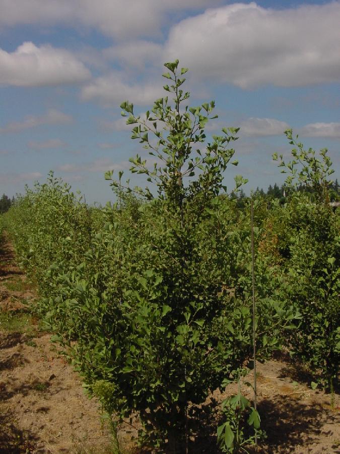 Ginkgo biloba