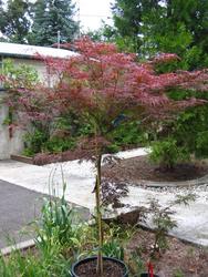 Acer palmatum dissectum 'Lionheart' — photo 2