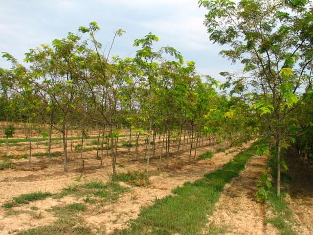 Gleditsia Tri In Sunburst