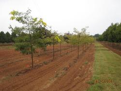 Gleditsia Tri In Sunburst — photo 2