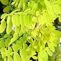 Gleditsia Tri In Sunburst — photo 3