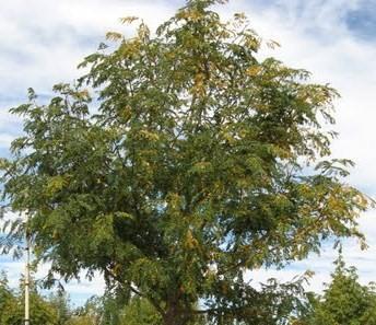Gleditsia tri. var. inermis 'Imperial'