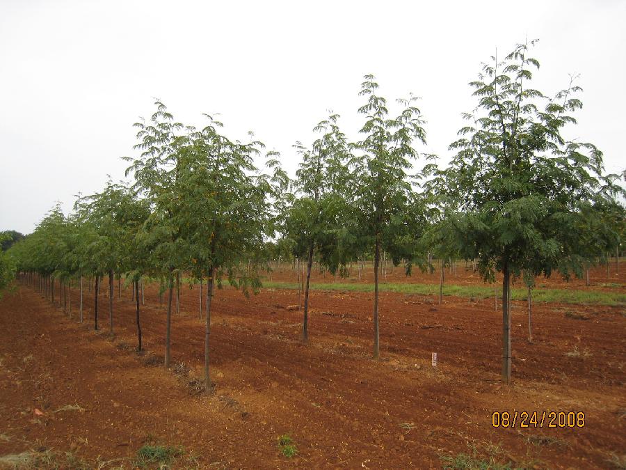 Gleditsia tri. var. inermis 'Skyline'