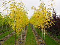 Gleditsia tri. var. inermis 'Skyline' — photo 2