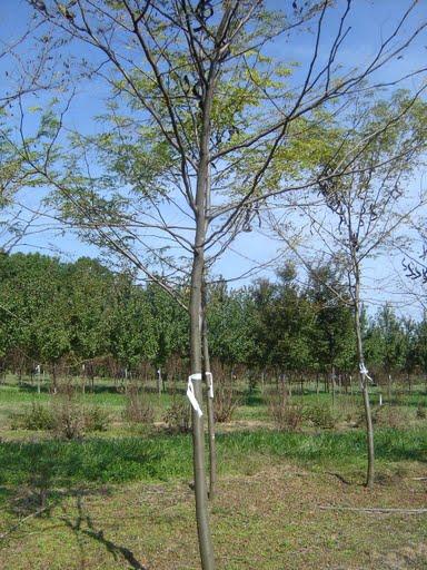 Gleditsia triac. iner. Continental