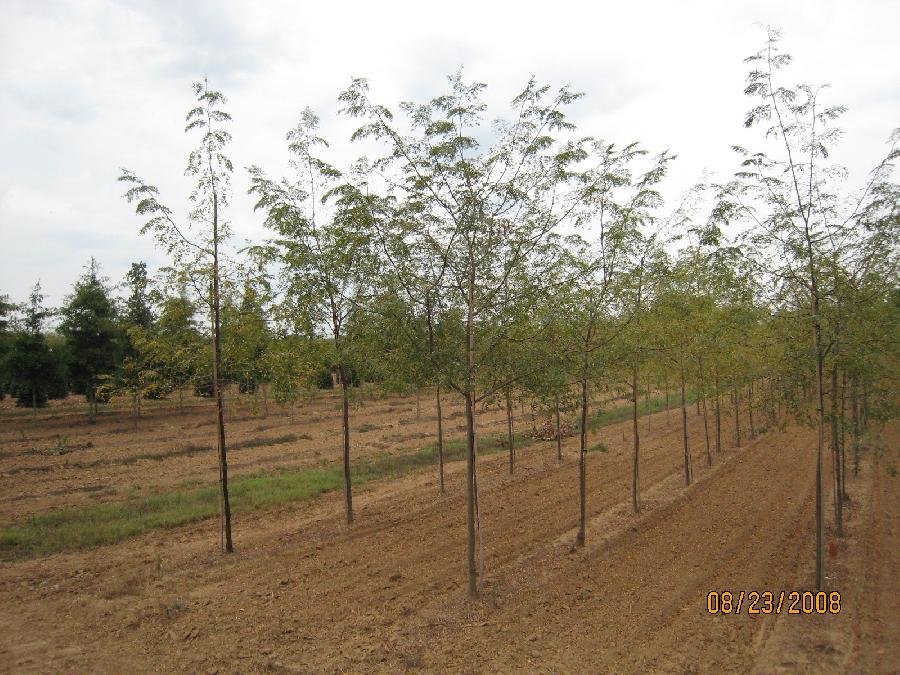 Gleditsia triacanthos inermis 'Shademaster'