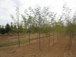 Gleditsia triacanthos inermis 'Shademaster' — photo 1