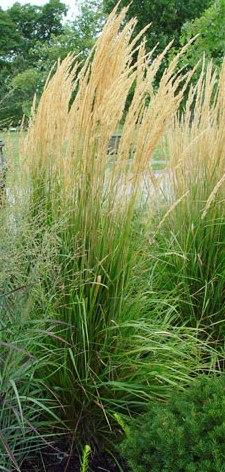 Grass Cal. Overdam Var. Feather Reed