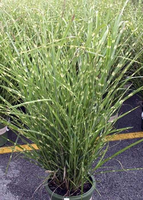 Miscanthus sinensis Strictus — photo 1