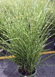 Miscanthus sinensis Strictus — photo 1