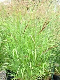 Panicum virgatum 'Shenandoah'