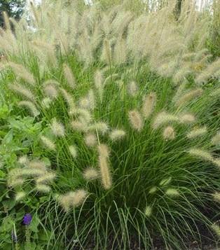 Pennisetum alopecuroides ?Hameln — photo 1
