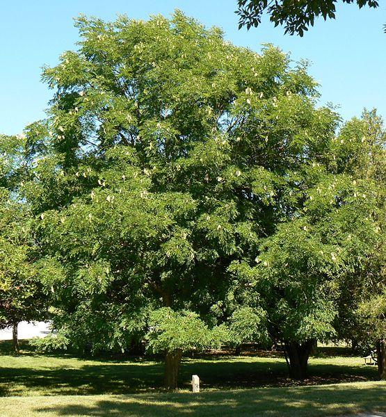Gymnocladus dioicus