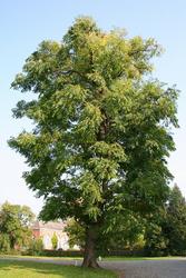 Gymnocladus dioicus — photo 2