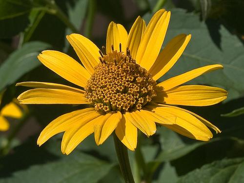 Heliopsis helianthoides Summer Nights — photo 1