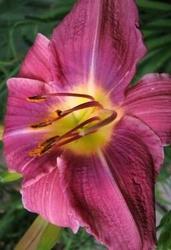 Hemerocallis 'Prairie Blue Eyes' — photo 1