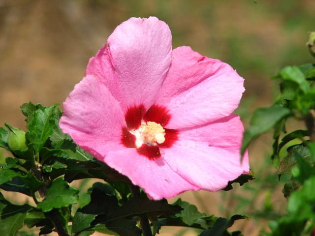 Hibiscus syriacus Aphrodite — photo 1