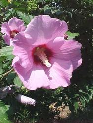 Hibiscus syriacus 'Minerva' — photo 1