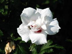 Hibiscus syriacus 'Morning Star' — photo 1