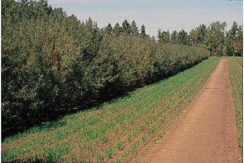 Hippophae rhamnoides — photo 1