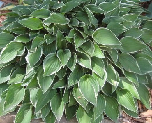 Hosta 'Allan P. McConnell' — photo 1