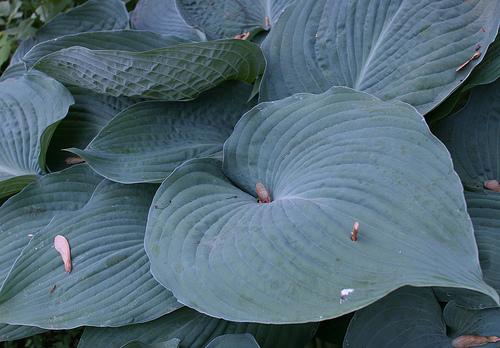Hosta 'Blue Angel' — photo 1