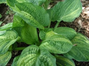 Hosta 'Christmas Tree' — photo 1